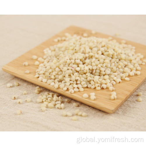 Sorghum Egyptian Wheat Millet Sorghum Rice Factory